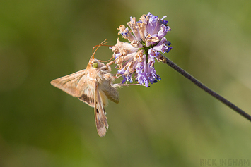 Scarce Bordered Straw Moth