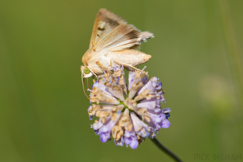 Scarce Bordered Straw Moth