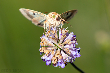 Scarce Bordered Straw Moth