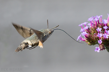 Hummingbird hawk-moth