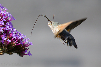 Hummingbird hawk-moth