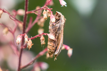 Red Underwing Moth