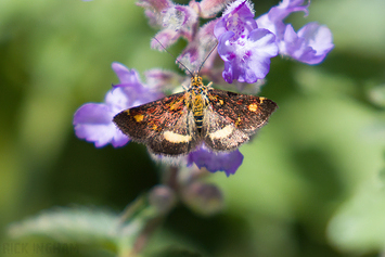 Mint Moth