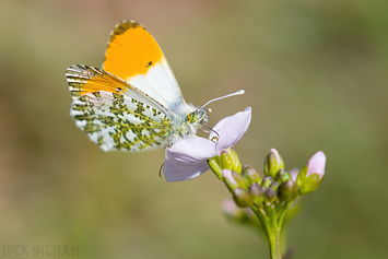 Orange-tip Butterfly