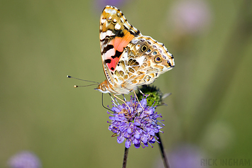 Painted Lady Butterfly