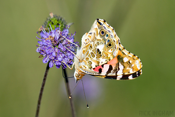 Painted Lady Butterfly