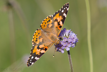 Painted Lady Butterfly