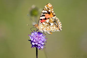 Painted Lady Butterfly