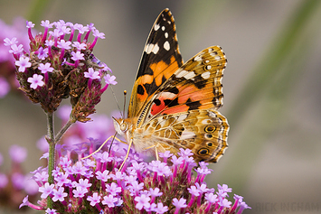 Painted Lady Butterfly