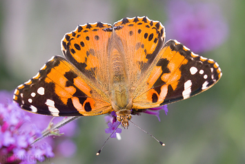 Painted Lady Butterfly