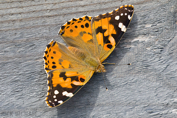 Painted Lady Butterfly