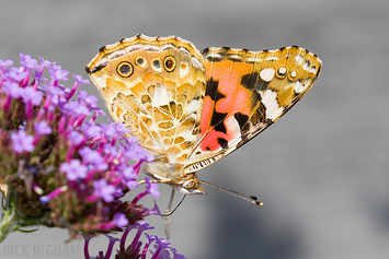 Painted Lady Butterfly