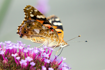 Painted Lady Butterfly