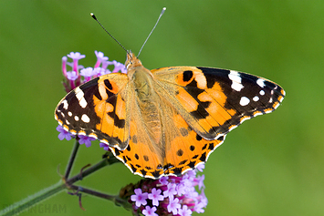 Painted Lady Butterfly