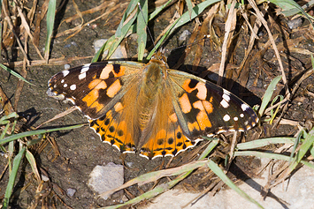 Painted Lady Butterfly