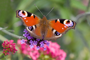 Peacock Butterfly