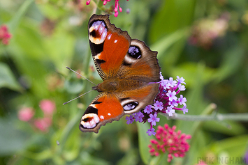 Peacock Butterfly