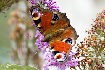 Peacock Butterfly