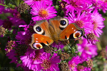 Peacock Butterfly