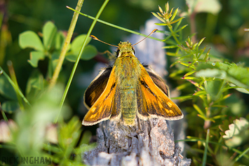 Silver-spotted Skipper