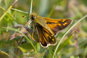 Silver-spotted Skipper