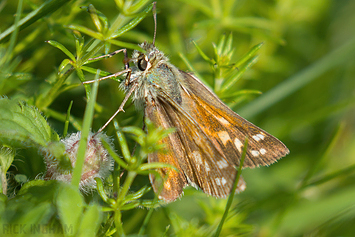 Silver-spotted Skipper