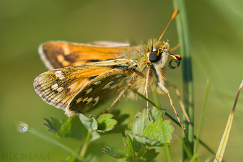 Silver-spotted Skipper