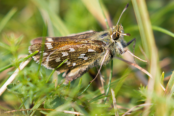 Silver-spotted Skipper