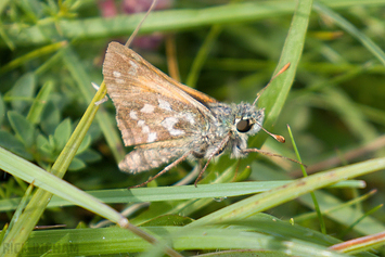 Silver-spotted Skipper