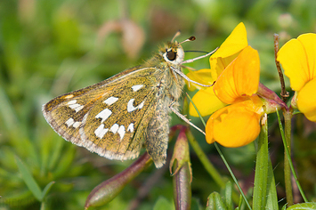 Silver-spotted Skipper