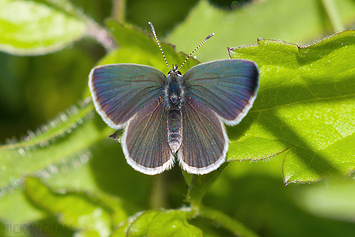 Small Blue