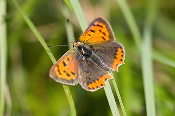 Small Copper