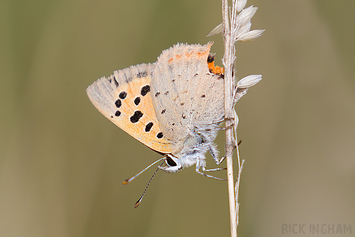 Small Copper Butterfly