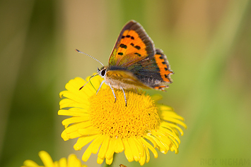 Small Copper Butterfly