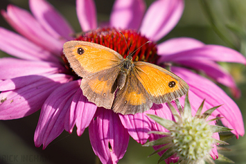 Meadow Brown / Gatekeeper / Small Heath