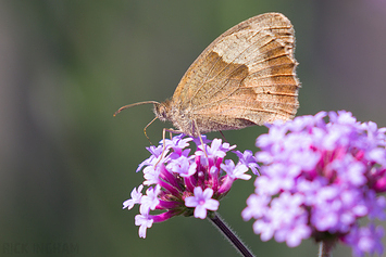 Meadow Brown Butterfly