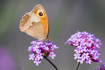 Meadow Brown Butterfly