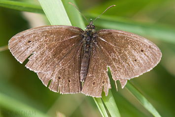 Ringlet Butterfly