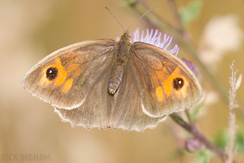 Meadow Brown Butterfly