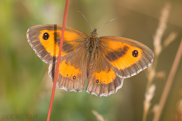 Gatekeeper Butterfly