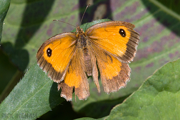 Gatekeeper Butterfly