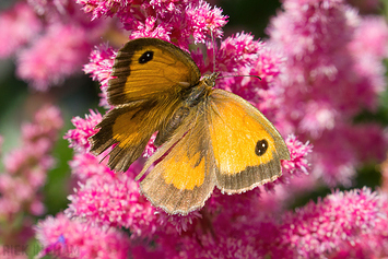 Gatekeeper Butterfly