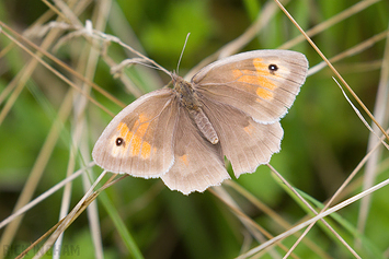 Meadow Brown Butterfly