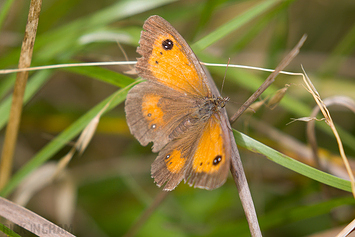 Gatekeeper Butterfly