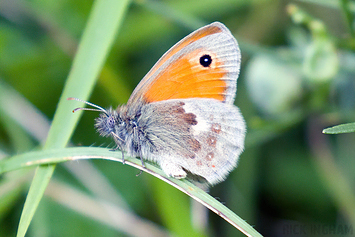 Small Heath Butterfly