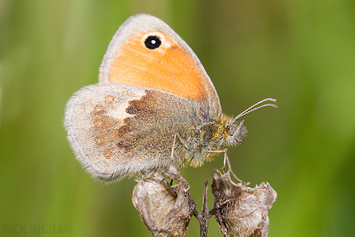 Small Heath Butterfly