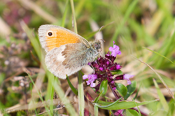 Small Heath Butterfly