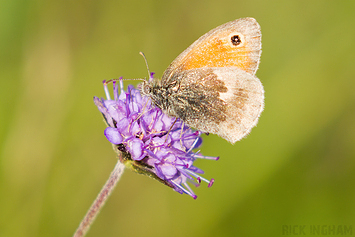 Small Heath Butterfly