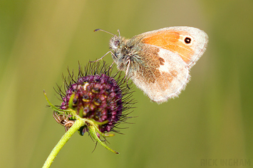 Small Heath Butterfly