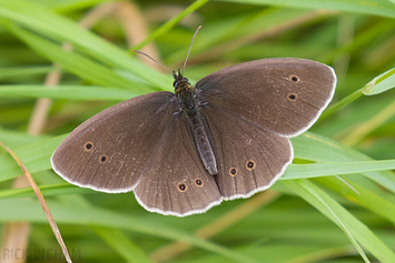 Ringlet Butterfly